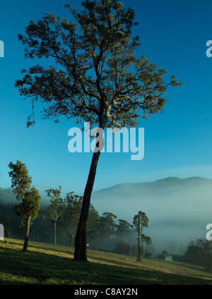 Baum und Mt Dromaderry / Thaua mit frühen Morgen Nebel Stockfoto