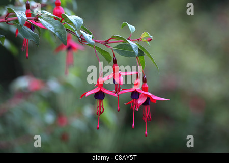 Nahaufnahme einer Fuchsia in Blüte, Großbritannien Stockfoto