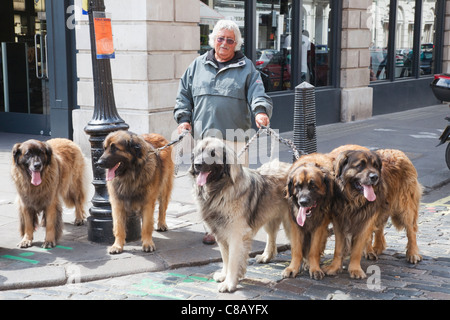 England, London, Covent Garden, Man Walking-Gruppe der Leonberger Hunde Stockfoto