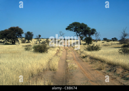 Straße durch die Kalahari-Wüste Stockfoto