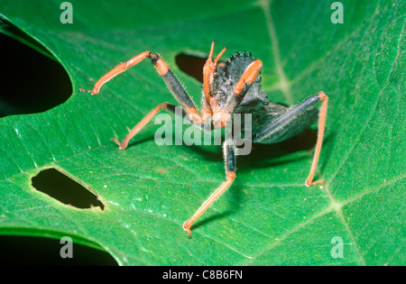 Assassine / Rad-Fehler (Arilus SP.: Reduviidae) mit seinen Beinen wuchs in defensive Haltung, im Regenwald, Peru Stockfoto