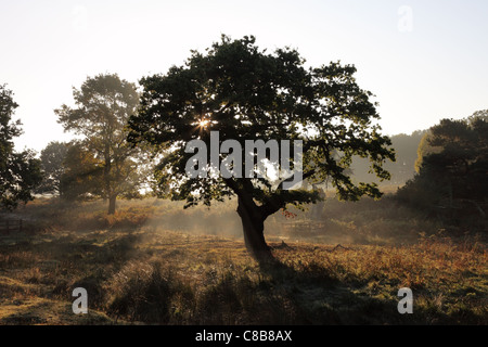 Am frühen Morgennebel steigt aus dem Waldboden im Herbst UK Stockfoto