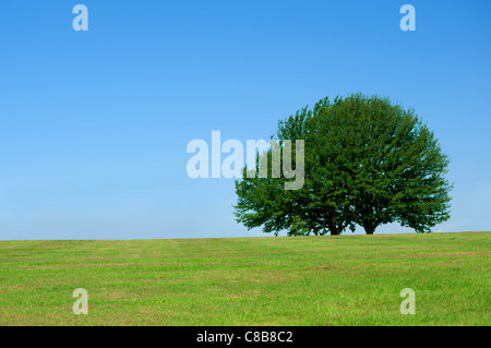 Großer Baum auf einer grünen Wiese Stockfoto