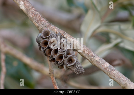 Banksia Integrifolia Kegel auf Ast Stockfoto