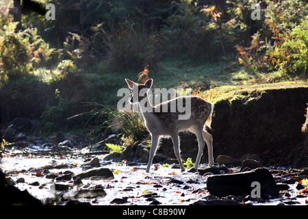 Weibliche Damhirsch Dama Dama über einen Bach im Herbst Wald UK Stockfoto