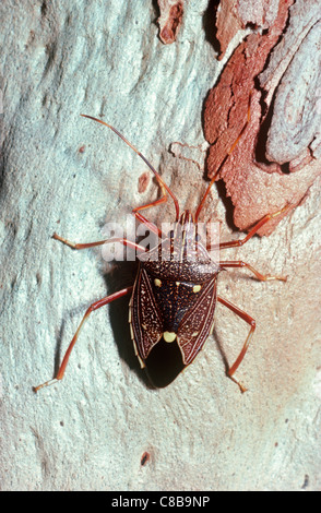 Gum-Baum oder Eukalyptus-Schild oder Stink Bug (Poecilometis SP.: Pentatomidae) auf eine leichte Baumstamm, Australien Stockfoto