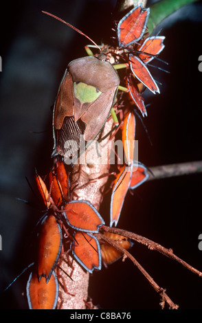 Riesige Schild oder Stink Bug (Lyramorpha SP.: Tessaratomidae) Erwachsene und Nymphen im Regenwald, Neu-Guinea Stockfoto