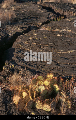 Feigenkaktus in rissigen Pahoehoe Lavafeld, Carrizozo Malpais Lavastrom am Valley of Fires, New Mexico, USA Stockfoto