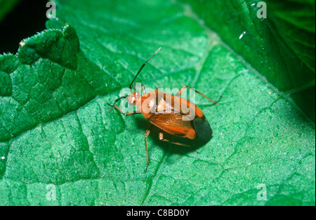 Red-spotted Pflanze Bug (Deraeocoris Ruber: Miridae), weibliche UK Stockfoto