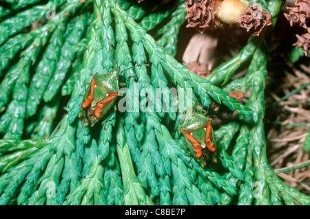 Wacholder-Schild oder Stink Bug (Cyphostethus Tristriatus: Acanthosomatidae) auf Zypressen UK Stockfoto