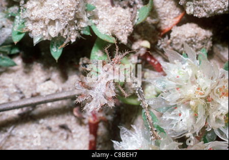 Blatt-footed Bug / Golden Ei Fehler (Phyllomorpha Laciniata: Coreidae) ist die kryptische auf ihrer Futterpflanze Paronychia SP., Israel Stockfoto