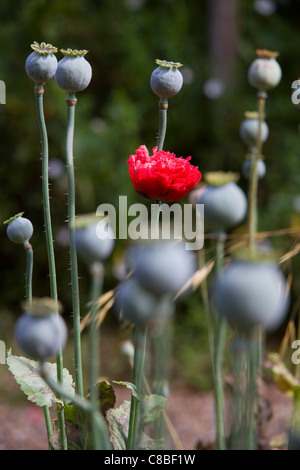 Eine einsame leuchtende rote gemeinsame Mohnblume (Papaver Rhoeas) ist ein Farbtupfer unter einer Vielzahl von Mohn-Samen Köpfe Stockfoto