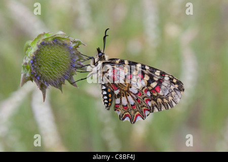 Eine spanische Girlande Schmetterling (lycaena rumina) sitzt auf einem flowerhead in der Extremadura, Spanien Stockfoto