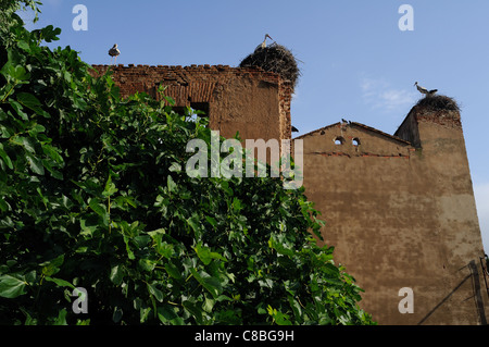 Störche. Erzbischöflichen Palast von ALCALA DE HENARES. Autonome Gemeinschaft Madrid. Spanien Stockfoto