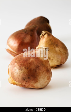 Großen Tulpenzwiebeln Stockfoto