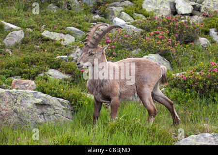 Chamonix: Flegere - Lac Blanc Trek: Steinbock Stockfoto