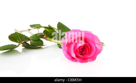 Eine schöne rosa Rose auf weißem Hintergrund Stockfoto