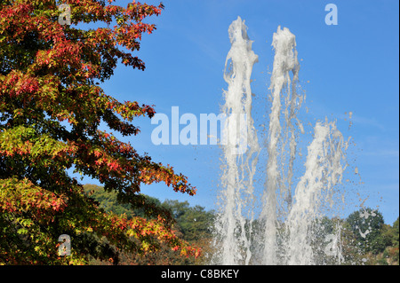 Brunnen und Scharlach-Eiche (Quercus Coccinea), in Nordamerika in Herbstfarben im Park beheimatet Stockfoto