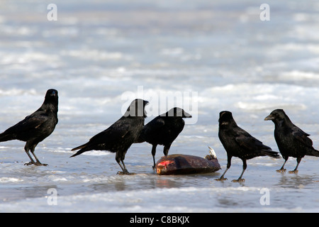 Herde von Rabenkrähen (Corvus Corone) ernähren sich von Fisch auf zugefrorenen See im Winter, Deutschland Stockfoto
