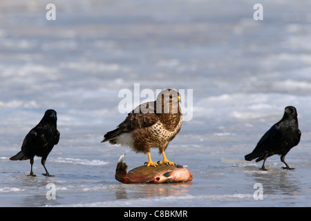 Zwei Rabenkrähen (Corvus Corone) und Mäusebussard (Buteo Buteo) ernähren sich von Fisch auf zugefrorenen See im Winter, Deutschland Stockfoto