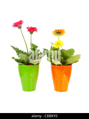 Zwei bunte Gerber Blumen im Topf auf weißem Hintergrund Stockfoto