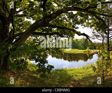 Weitverzweigt alte Eiche am Ufer des kleinen hölzernen See mitten im Sommer. Genähte einreihig Panorama 5 vertikale Fotos. Stockfoto