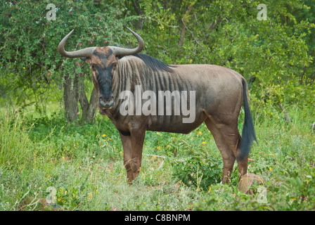 Gnus im Krüger Nationalpark in Südafrika. Stockfoto