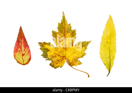 Gruppe von drei Herbst Blätter isoliert gegen weiß Stockfoto