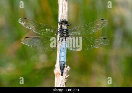 schwarz-angebundene Abstreicheisen Libelle ruht auf Zweig Stockfoto