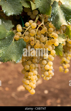 Nahaufnahme von reifer Wein Trebbiano-Trauben am Rebstock reif für die Ernte. Stockfoto