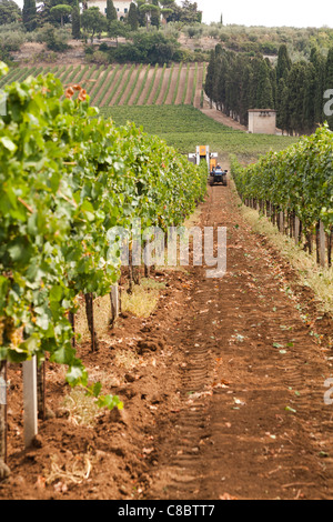 Zeilen auf Reben mit einer Erntemaschine in der Ferne, die Ernte der Weintrauben in Frascati, Italien Stockfoto