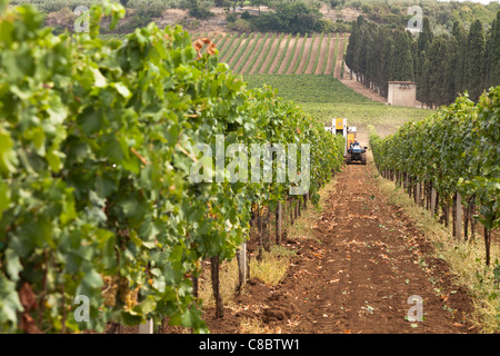 Zeilen auf Reben mit einer Erntemaschine in der Ferne, die Ernte der Weintrauben in Frascati, Italien Stockfoto