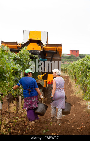 Hand-Pflücker nach der Erntemaschine, die Ernte der Weintrauben in Frascati, Italien Stockfoto