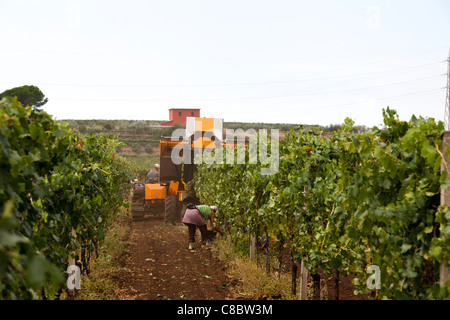 Hand-Pflücker nach der Erntemaschine, die Ernte der Weintrauben in Frascati, Italien Stockfoto