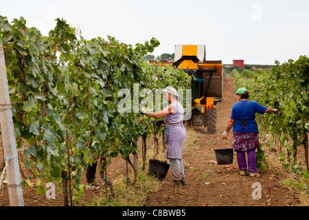 Hand-Pflücker nach der Erntemaschine, die Ernte der Weintrauben in Frascati, Italien Stockfoto