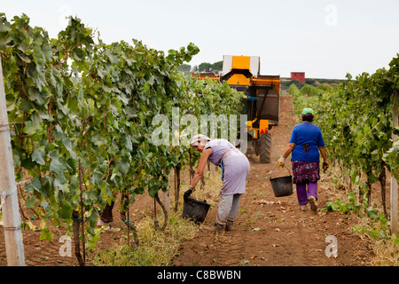 Hand-Pflücker nach der Erntemaschine, die Ernte der Weintrauben in Frascati, Italien Stockfoto