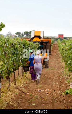 Hand-Pflücker nach der Erntemaschine, die Ernte der Weintrauben in Frascati, Italien Stockfoto