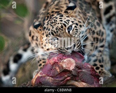 Weibliche Amur-Leopard, Fleisch zu essen Stockfoto