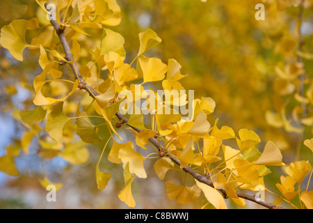 Ginkgo Biloba Bäume am Shinjuku Gyōen Nationalgarten, Tokio Stockfoto