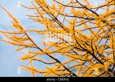 Lärche Tannennadeln wandte sich Gold im Okt. Banff National Park. Alberta. Kanada, Oktober 2011 Stockfoto