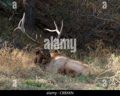 Rocky Mountain Elch Bulle Stockfoto