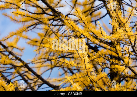 Lärche Tannennadeln wandte sich Gold im Okt. Banff National Park. Alberta. Kanada, Oktober 2011 Stockfoto