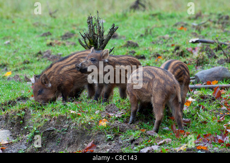 Wildschwein-Ferkel im Omega Park, im Herbst. Stockfoto
