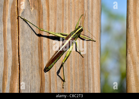 Obskure Vogel Grasshopper (Schistocerca Obscura) Stockfoto