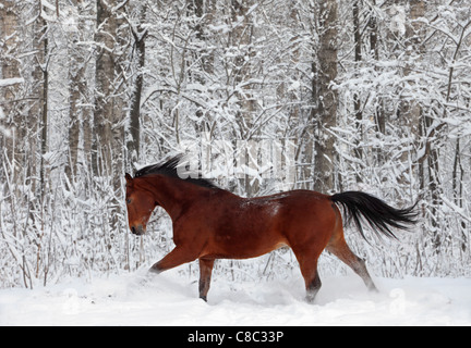 Bucht Trakehner Hengst im Galopp im Winterwald Stockfoto