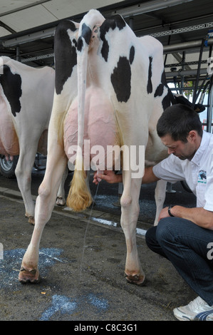 Mann bereiten ein Holstein Kühe zu melken mit Melkmaschine. Stockfoto