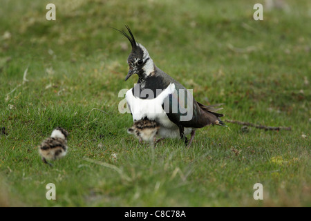 Nördlichen Kiebitz (Vanellus Vanellus) stehend auf grobe Grünland mit zwei Küken laufen für Abdeckung Stockfoto