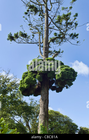 Riesige Exemplar der Witches Broom wachsen auf einem alten Douglas-Tanne Stockfoto