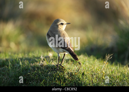 Steinschmätzer (Oenanthe Oenanthe) weibliche auf grobe Grünland Stockfoto