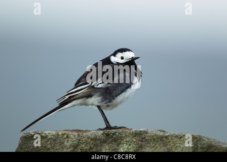 Trauerschnäpper Bachstelze (Motacilla Alba) stehend auf einer Steinmauer Stockfoto